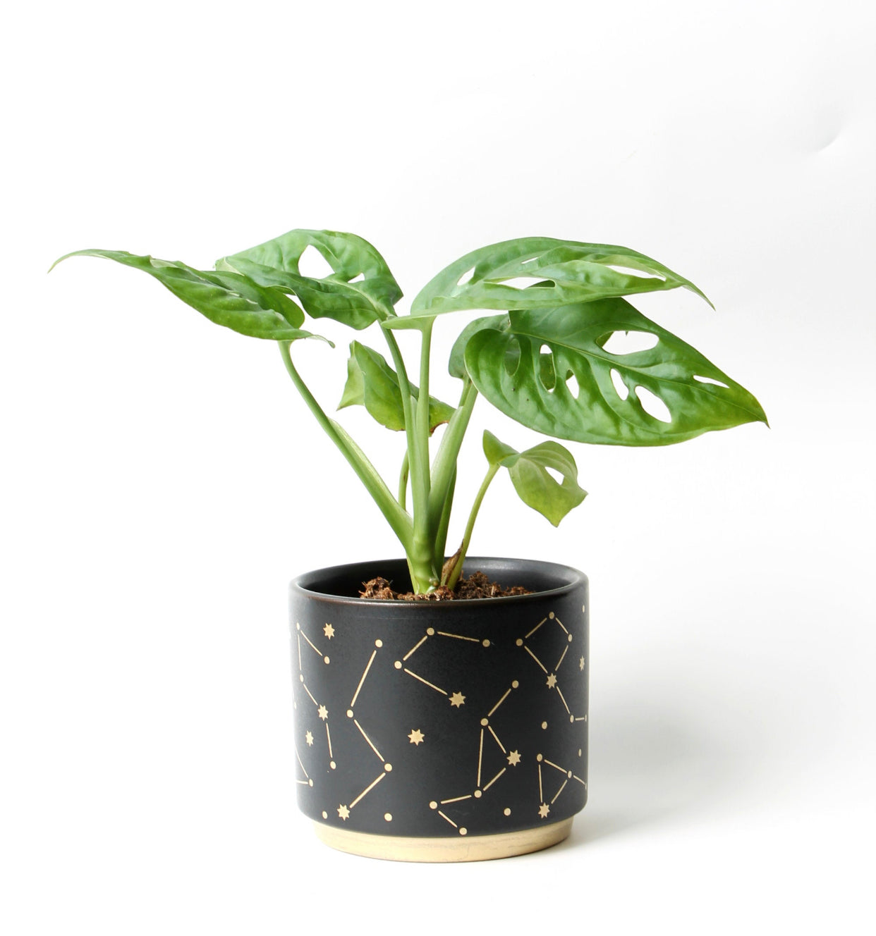 Constellation Astrology Plant Holders
